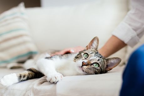 Cat on couch