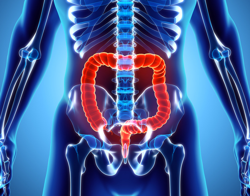 Skeletal image with a red large intestines graphic