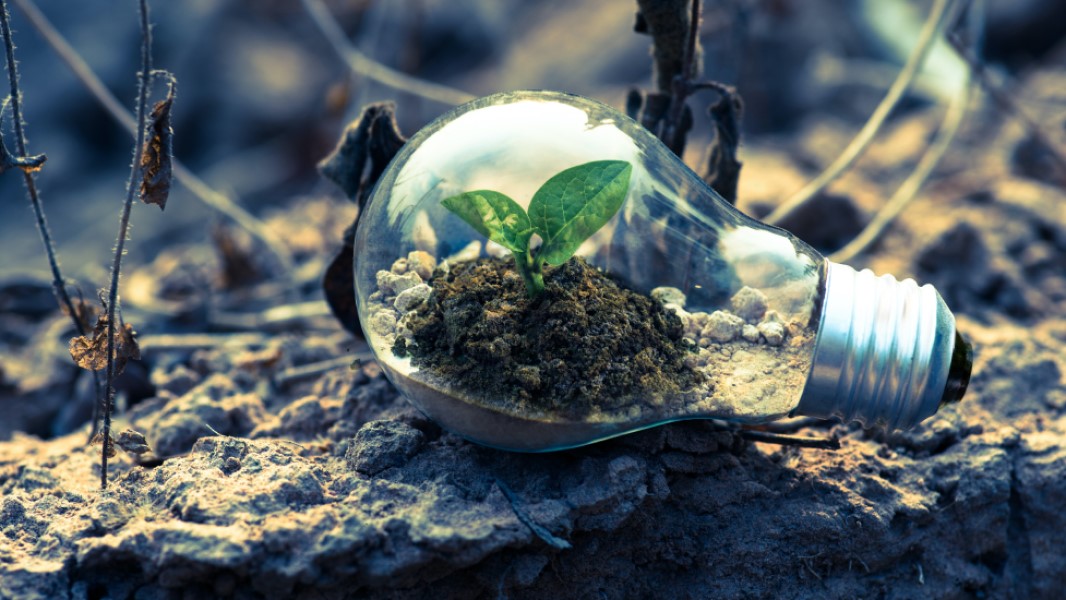 plant inside light bulb